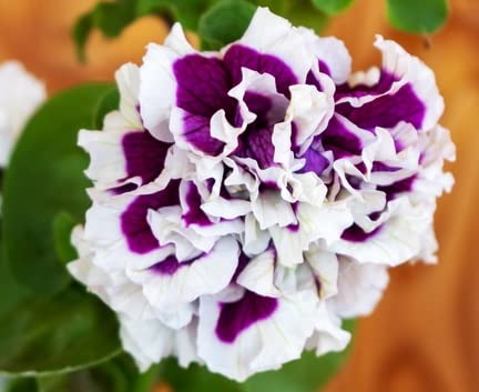 Pirouette Purple Petunia Seeds for Planting - 25 Seeds