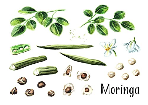 50 Moringa Seeds Organic Large Size Pkm1 Variety Malunggay Shobhanjana Miracle Tree Drumstick Tree