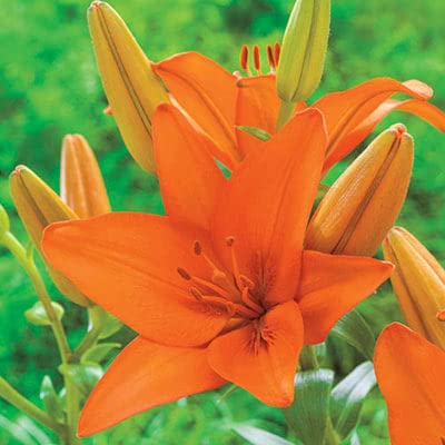 Asiatic Orange Lily Bulbs for Planting - Stunning Orange Color to Compliment and Garden or Container Grow