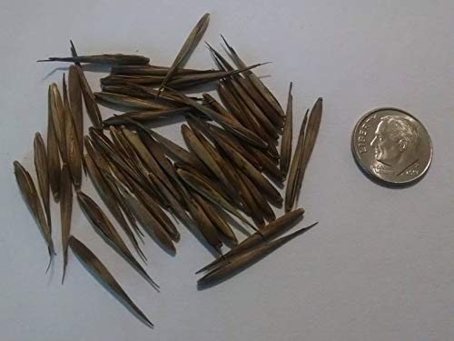 Giant Bamboo Seeds for Planting - 50+ Seeds - Grow Giant Bamboo, Privacy Screen, Good for Environment - Ships from Iowa