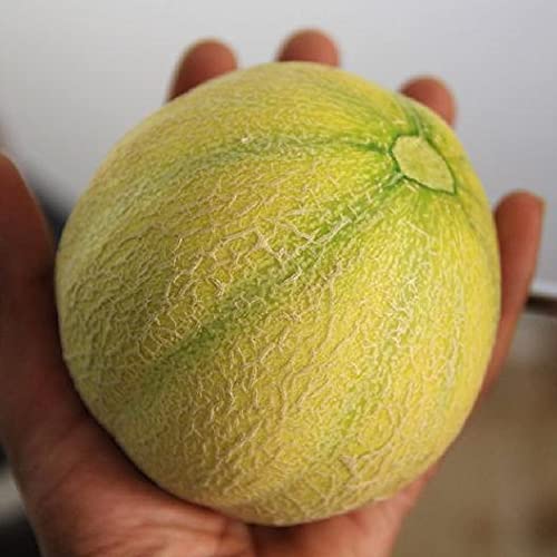 Minnesota Midget Melon Seeds | 10 Seeds Packet | Grow Fun Midget Melons That Taste Great