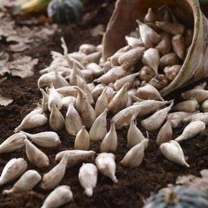 Freesia Mixed Colors Bulbs for Spring Planting - 10 Bulb Mix Pack - Large Healthy Bulbs Ship from Iowa - Great for Container or Outdoor Growing