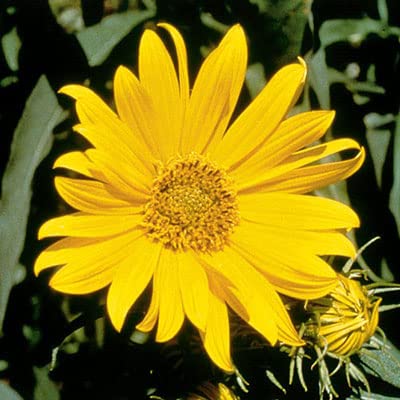 Giant Maximillian Sunflower Seeds - 500+ Seeds for Planting
