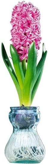 Hyacinth Bulb and Forcing Vase - Ready to Grow Indoor Hyacinth, Just Add Water - Made in USA