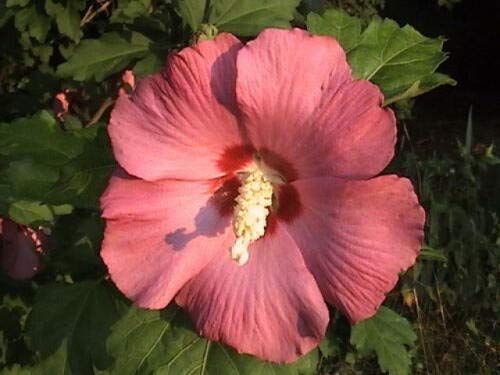 Mixed Colors Rose of Sharon Hibiscus Syriacus Flower Tree Bush Mix Jocad (50 Seeds)