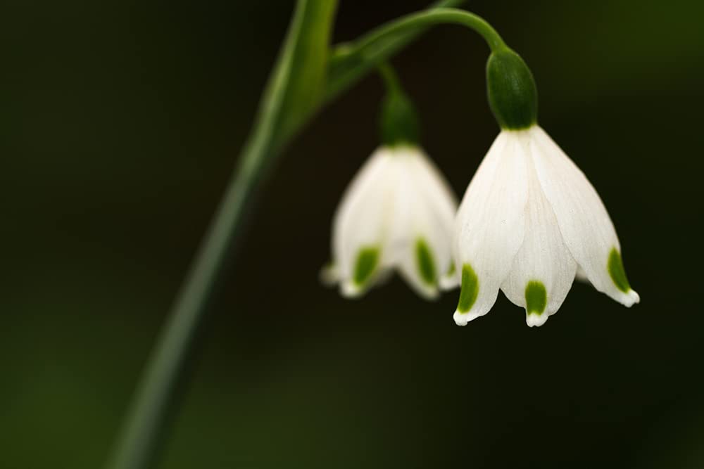 5 Summer Snowflake Bulbs for Planting - Stunning White Weeping Flowers - 5 Leucojum Bulbs to Grow