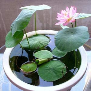 Water Lilly Seeds for Planting | 10 Lotus Seeds | Beautiful Flowering Aquatic Bonsai Plant Seeds | Made in USA, Ships from Iowa