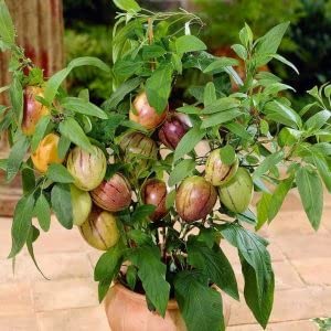 5 Pepino Melon Seeds Very Rare -Bright Striped Melon - Solanum muricatum