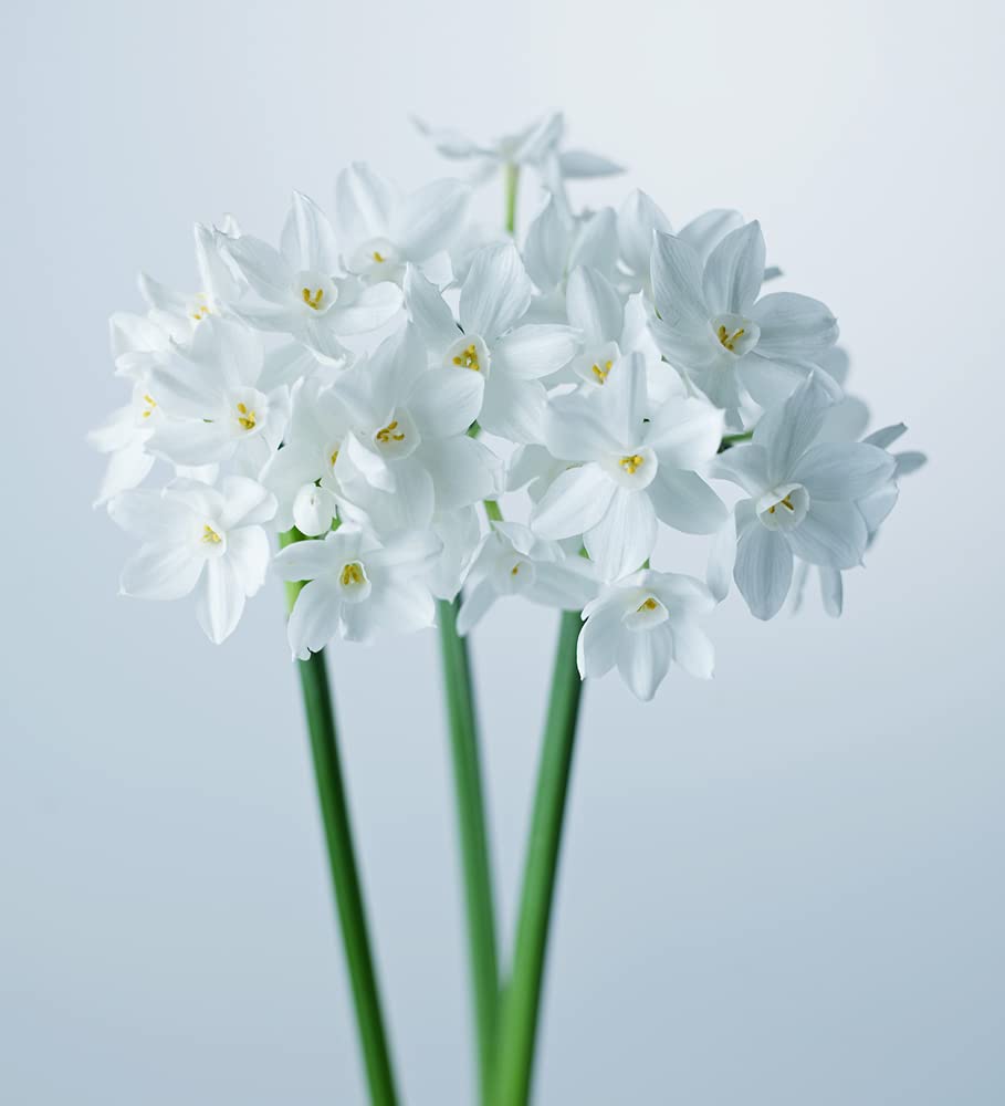 20 Ziva Paperwhite Bulbs - Fast Flowering Indoor Blooms - Largest Bulbs Available - Paperwhite Bulbs for Forcing Indoors, Bonsai Plant