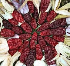 Strawberry Popcorn Seeds to Grow - 25+ Seeds - Made in USA. Grow your own Strawberry Popcorn