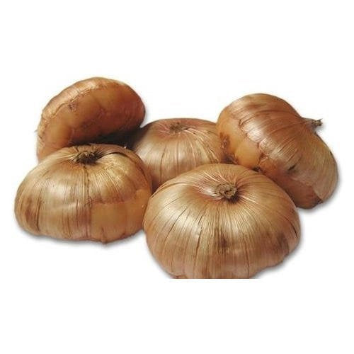 Gladiolus Flower Bulbs - Rainbow Mix - 20 Bulbs - Mixed Flower Bulbs, Bulb Attracts Bees, Attracts Butterflies, Attracts Hummingbirds, Attracts Pollinators, Easy to Grow & Maintain, Container Garden