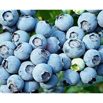 Lowbush Blueberry Seeds - 250+ Seeds - Made in USA, Ships from Iowa