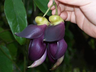 Climbing Jade Vine Seeds to Plant - 2 Big Healthy Seeds - Mucuna Sempervirens Seeds to Grow - Rare