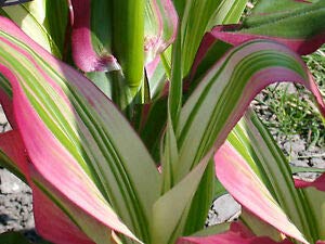 Pink Zebra Corn (Pack of 10 Seeds) - NON-GMO - Rare and Hard to Find -