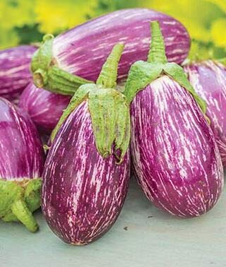 Exotic Listada de Gandia Eggplant Seed for Planting | 50+ Seeds | Ships from Iowa, USA | Non-GMO Exotic Heirloom Vegetables | Great Gardening Gift