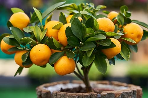 Hardy Orange Bonsai Tree Seeds for Planting (10 Seeds) - Grow a Fruit Bearig Bonsai