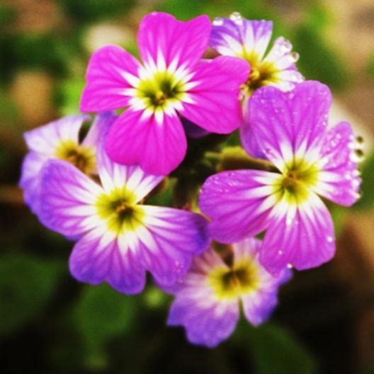 100 Virginia Stock Wildflower Seeds -Stunning Color - Great for Cut Flowers