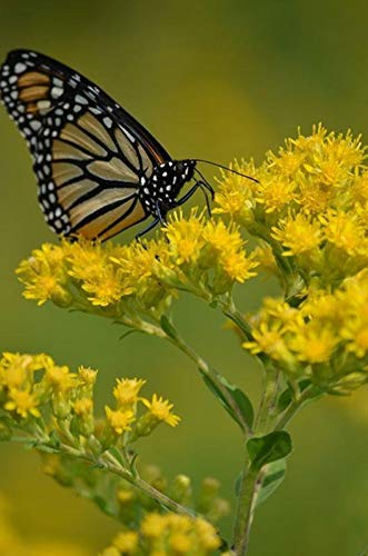 Stiff Goldenrod Seeds (50 Seeds)