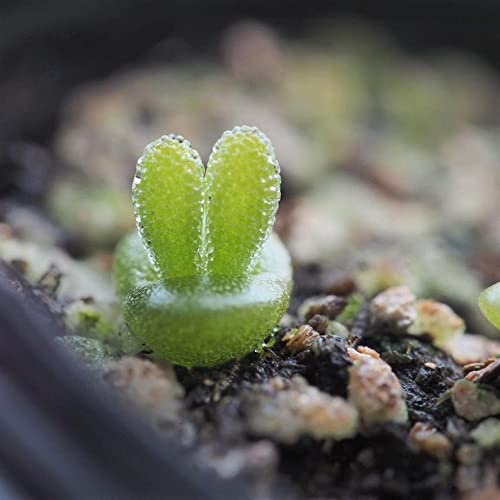 15 Bunny Succulent Seeds for Planting - Ships from Iowa, USA - Monilaria moniliformis