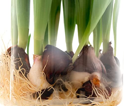 100 Pre Chilled Tulip Bulbs for Forcing - Grow Indoors in Just Water - Mixed Color - Easy to Grow - Vase Not Included - Made in USA, Ships from Iowa
