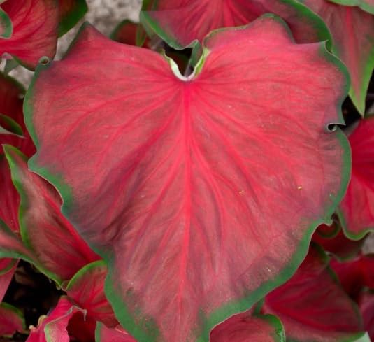 10 Red Ruffles Caladium Bulbs for Planting - Perennial Hosta, Elephant Ears, Fancy (10 Bulbs)