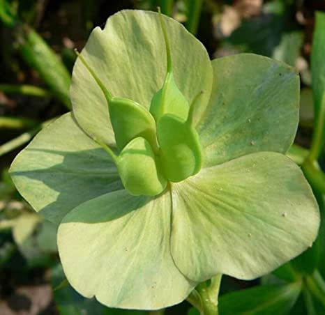10 Lenten Rose Seeds for Planting - Helleborus orientalis - Rare Flower