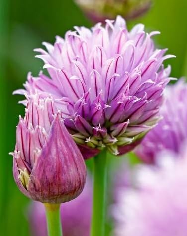 100 Wild Chives Seeds for Planting - Non-GMO Heirloom - Grow Indoors or Outdoors, Wild Chive Herb