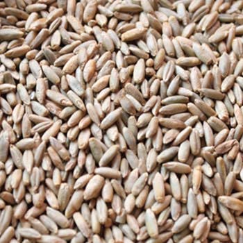 5 Lbs No-Till Winter Rye Cover Crop Seeds - Non-GMO Rye - Deer & Turkey Food Plot Seed - Winter Hardy Cover Crop
