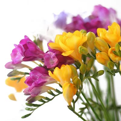 Mixed Freesia Bulbs Freesia Bulbs for Planting Double Spring Planting Indoors Freesia Bulbs for Spring Planting
