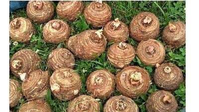 5 Live Colocasia Esculenta Elephant Ear Taro Gabi Kalo Eddo Bulbs Ready to Grow NHKM34