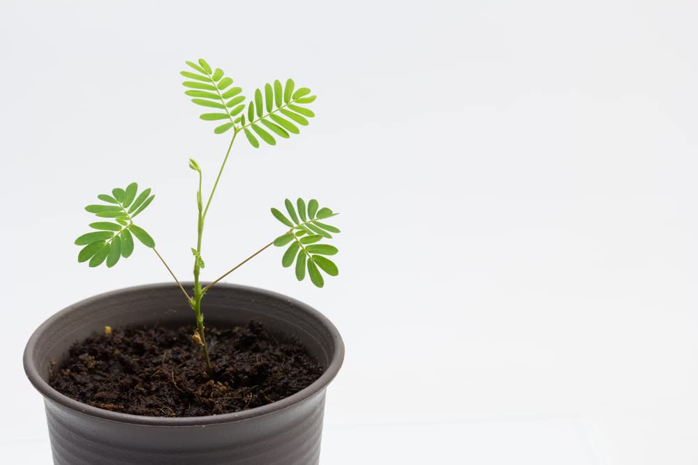 Sleeping Grass Seeds to Grow - 50 Seeds - Amazing Plant That Moves When Touched - Sensitive Plant