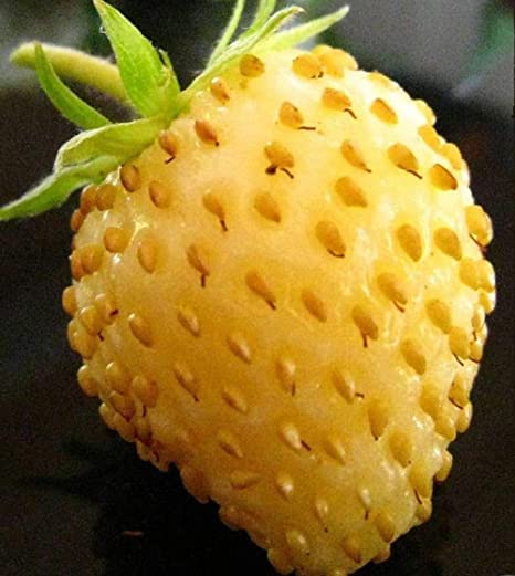Yellow Wonder Strawberry Seeds for Planting (50 Seeds) - Non-GMO Fruit Seeds