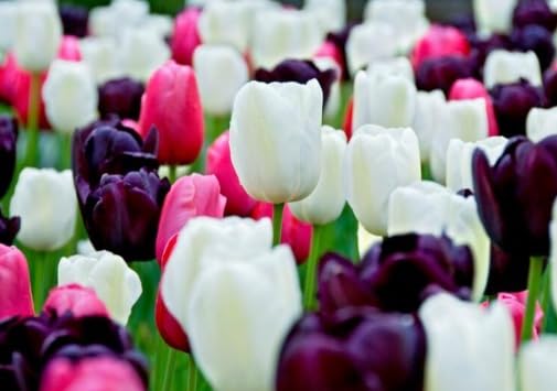 Black and White Cookie Mix Tulip Bulbs for Planting - Easy to Grow Perennial Tulips