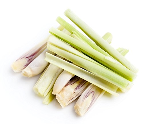 Lemon Grass Seeds - Cymbopogon citratus
