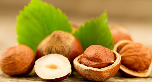 Hazelnut Tree 25 Fresh Seeds