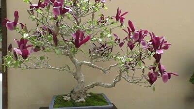 Magnolia Tree Seeds - 10 Seeds - Beautiful Pink/White Flowers (Magnolia soulangeana) Saucer Magnolia Tree