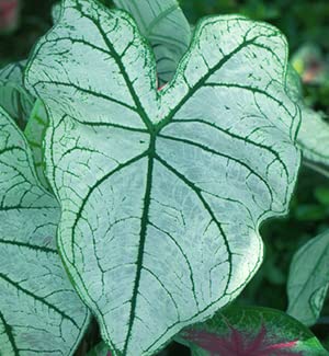 Fancy Caladium Bulbs for Planting (2 Bulbs) - Easy & Fast Growing Indoor or Outdoor Plants