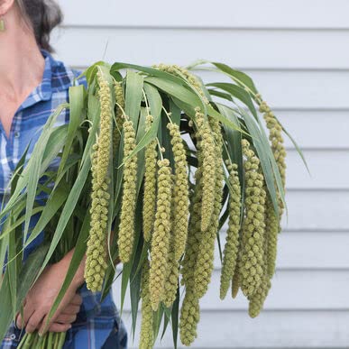 Ornamental Grass Seeds for Planting (50 Seeds) - Lime Light Millet Seeds
