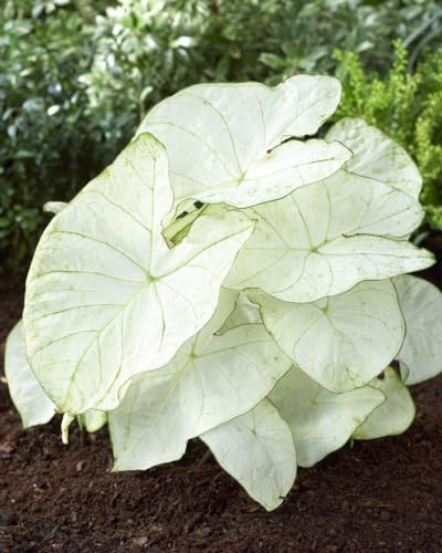 10 Florida Moonlight Caladium Bulbs for Planting - Fancy Caladium Bulbs - Easy & Fast Growing Indoor or Outdoor Plants