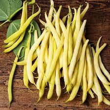 Gold Mine Bean Seeds for Planting | 50+ Seeds + | Made in USA