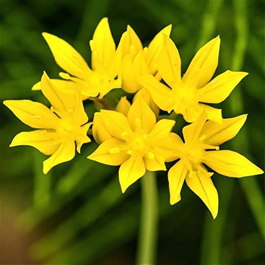 Yellow Allium Moly Bulbs for Planting - Easy to Grow Perennial Flowers for Garden or Container Growing