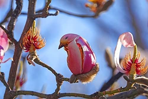 Yulan Magnolia Tree Seeds - 5 Seeds to Grow - Spring Buds Look Like Pink Birds