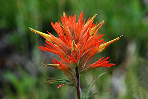Indian Paintbrush Rare Flower 340 Seeds! GroCo US USA