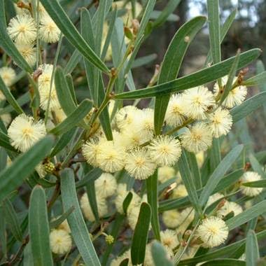 30 Hop Wattle Seeds for Planting - Acacia stricta