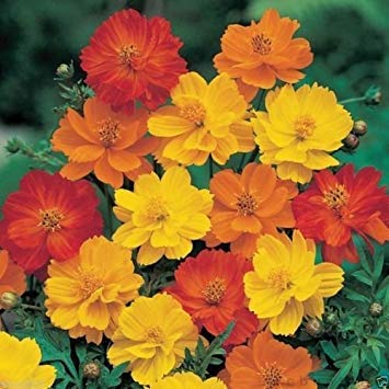 1000 Cosmos sulphureus Seeds - Bright Lights Mix - Yellow/Orange/Red