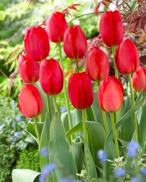25 Quality Tulip Bulbs - Parade (Bright Red) - Imported from Holland