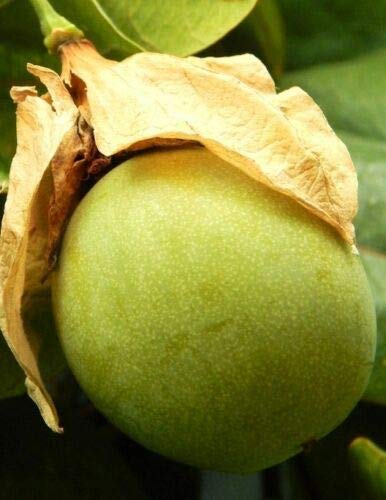 Passiflora Maliformis, Sweet Calebash Passion Flower Edible Fruit Seed jocad (25 Seeds)