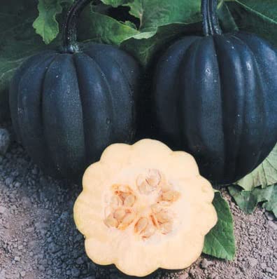 Autumn Delight Winter Squash Seeds for Planting (10 Seeds) - Grow Black Acorn Squash