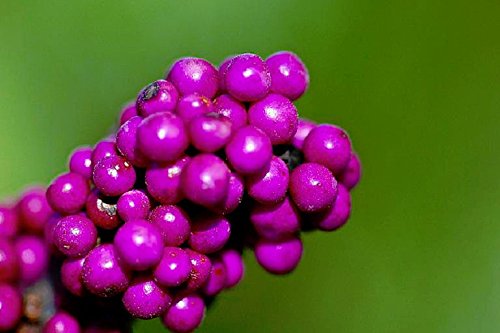 Callicarpa Americana Beautyberry Exotic Florida Native Fruit Bird Seed 30 Seeds