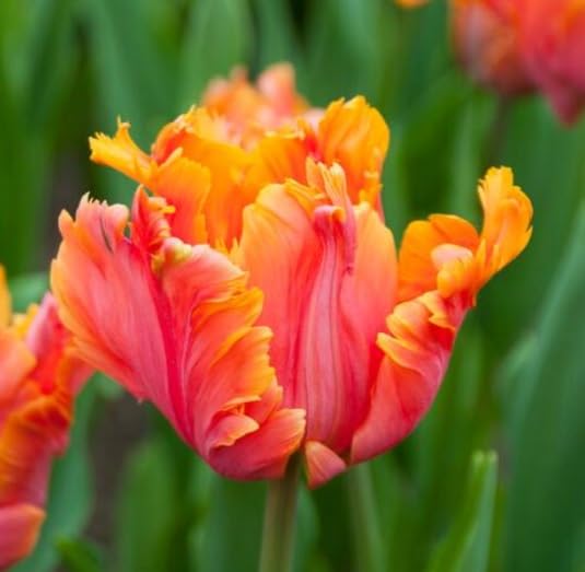 20 Avignon Parrot Tulip Bulbs for Planting - Easy to Grow Perennial Tulips
